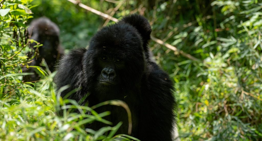 Gorilla Trekking in Mgahinga